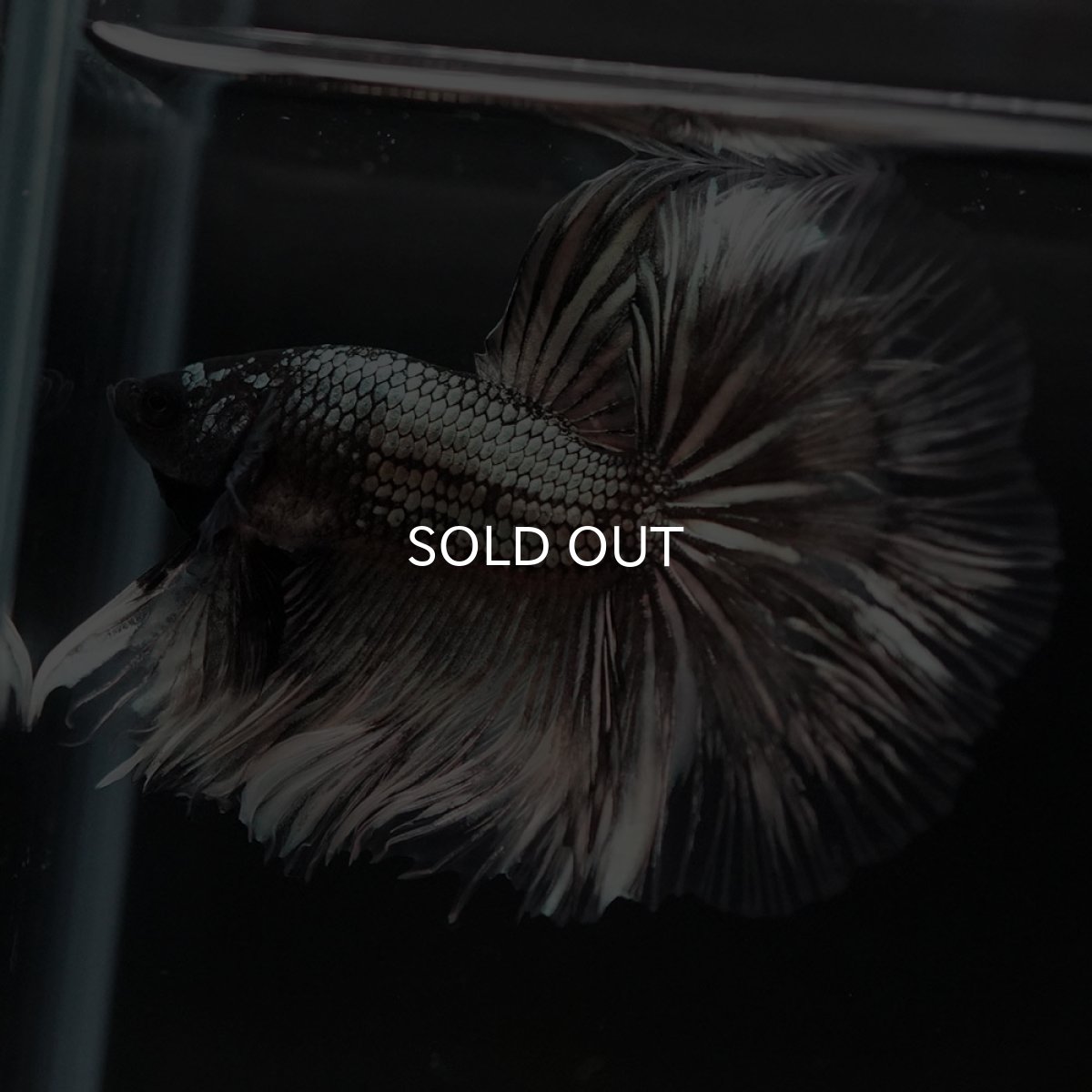 画像11: HM イエローカッパー クリアフィン (11)