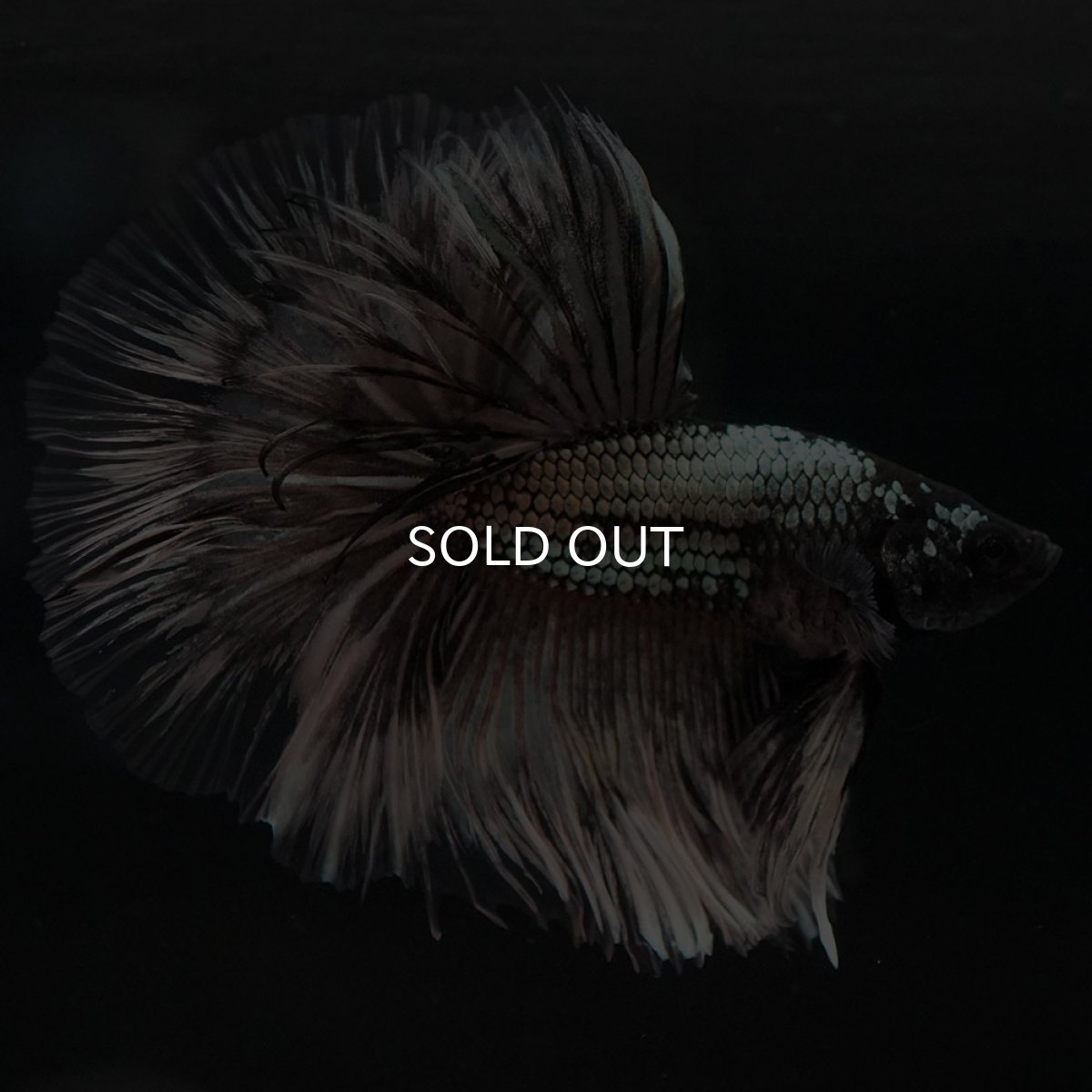 画像10: HM イエローカッパー クリアフィン (10)