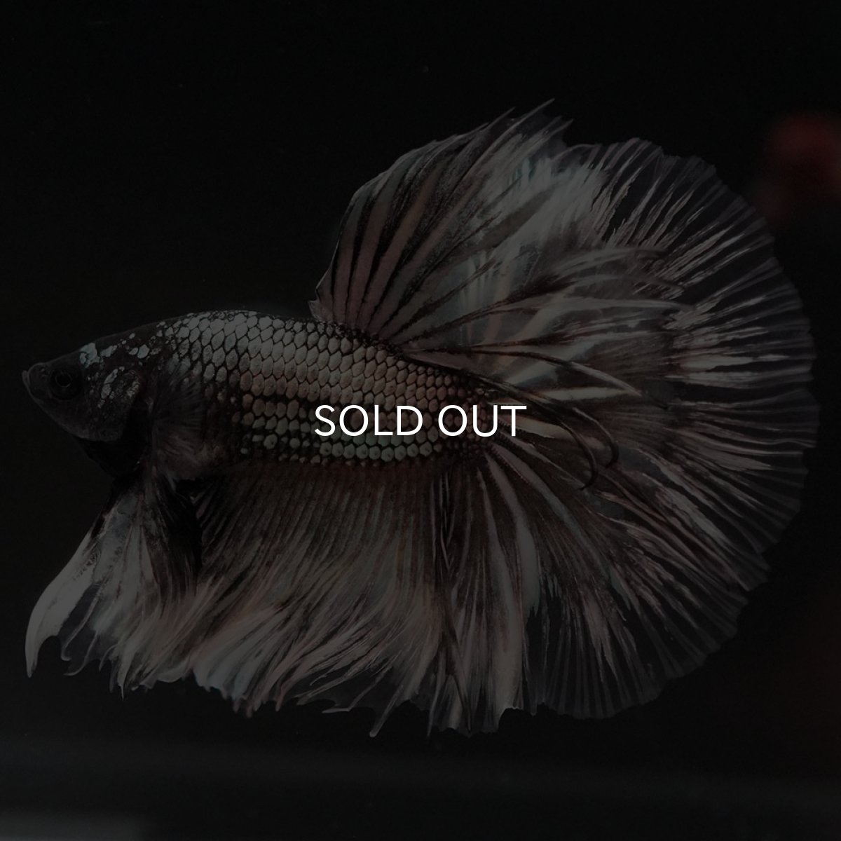 画像5: HM イエローカッパー クリアフィン (5)