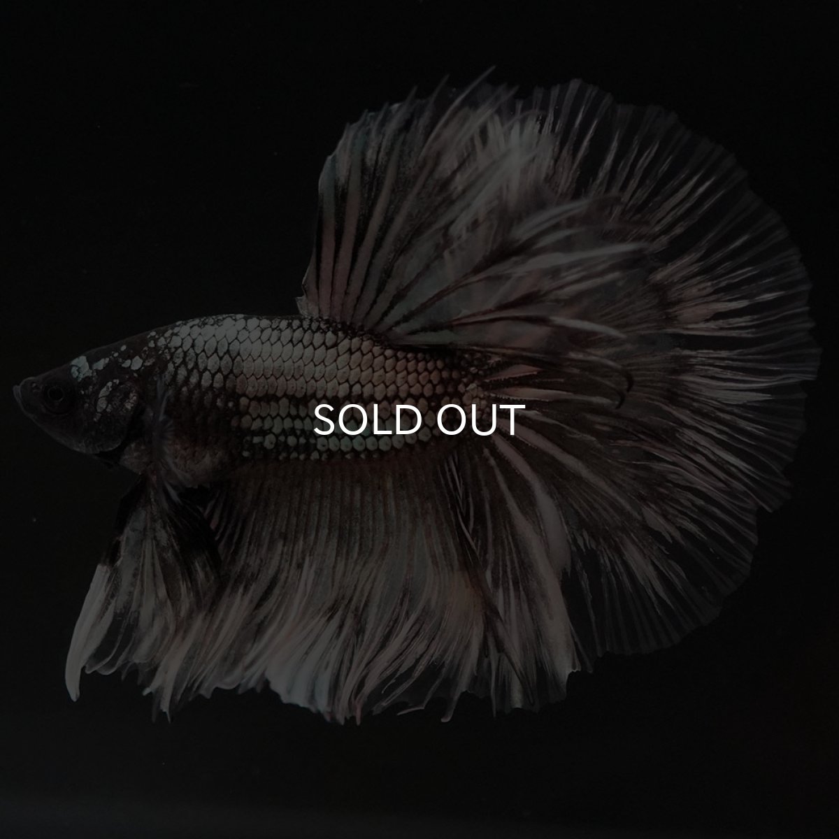 画像2: HM イエローカッパー クリアフィン (2)