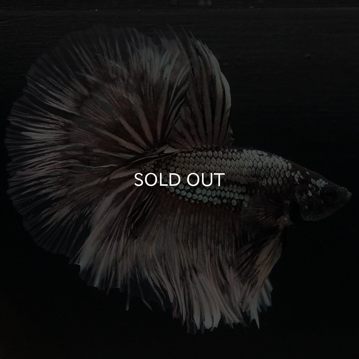 画像8: HM イエローカッパー クリアフィン (8)