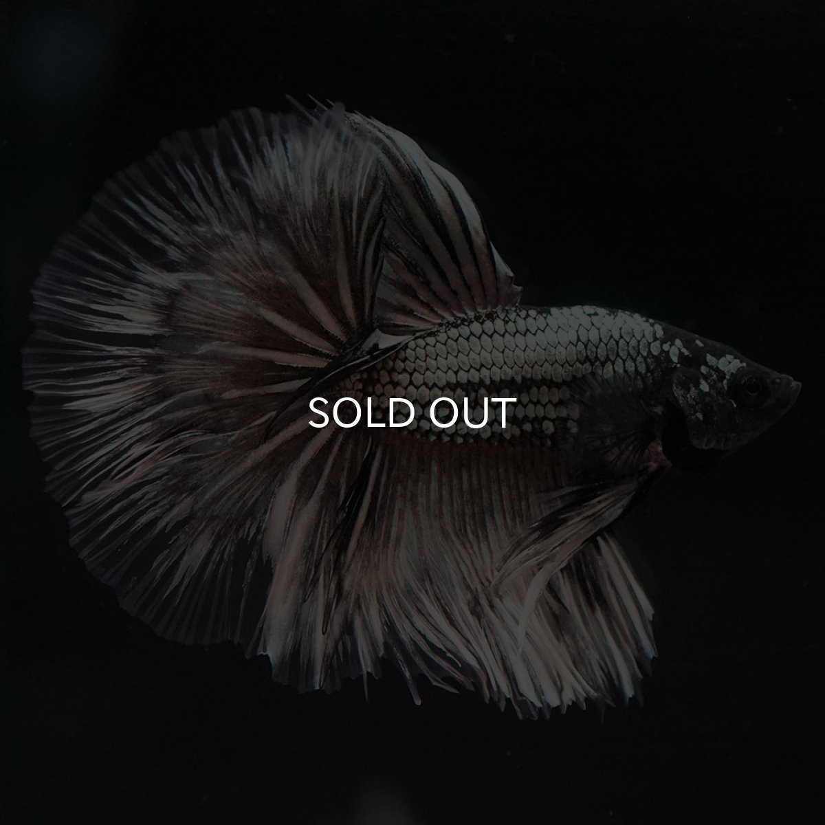 画像6: HM イエローカッパー クリアフィン (6)