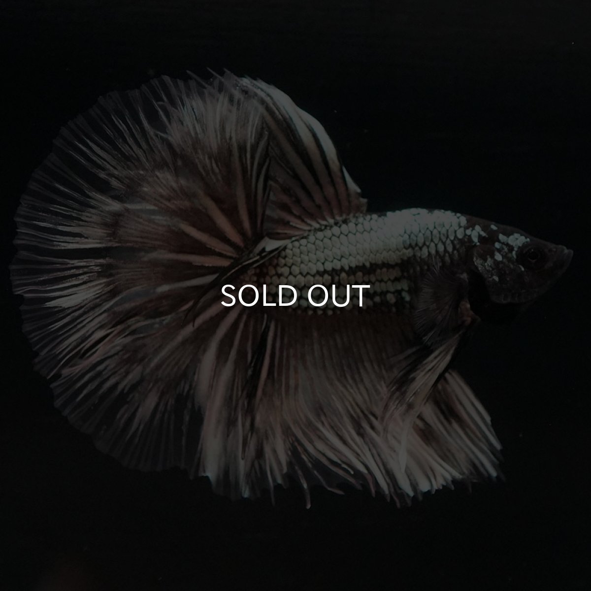 画像4: HM イエローカッパー クリアフィン (4)