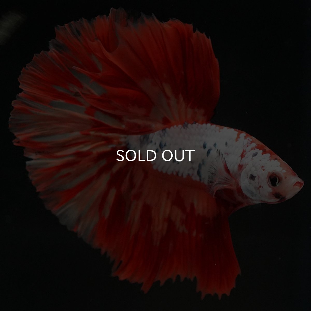 画像4: HM　キャンディレインボー　変わり柄 (4)