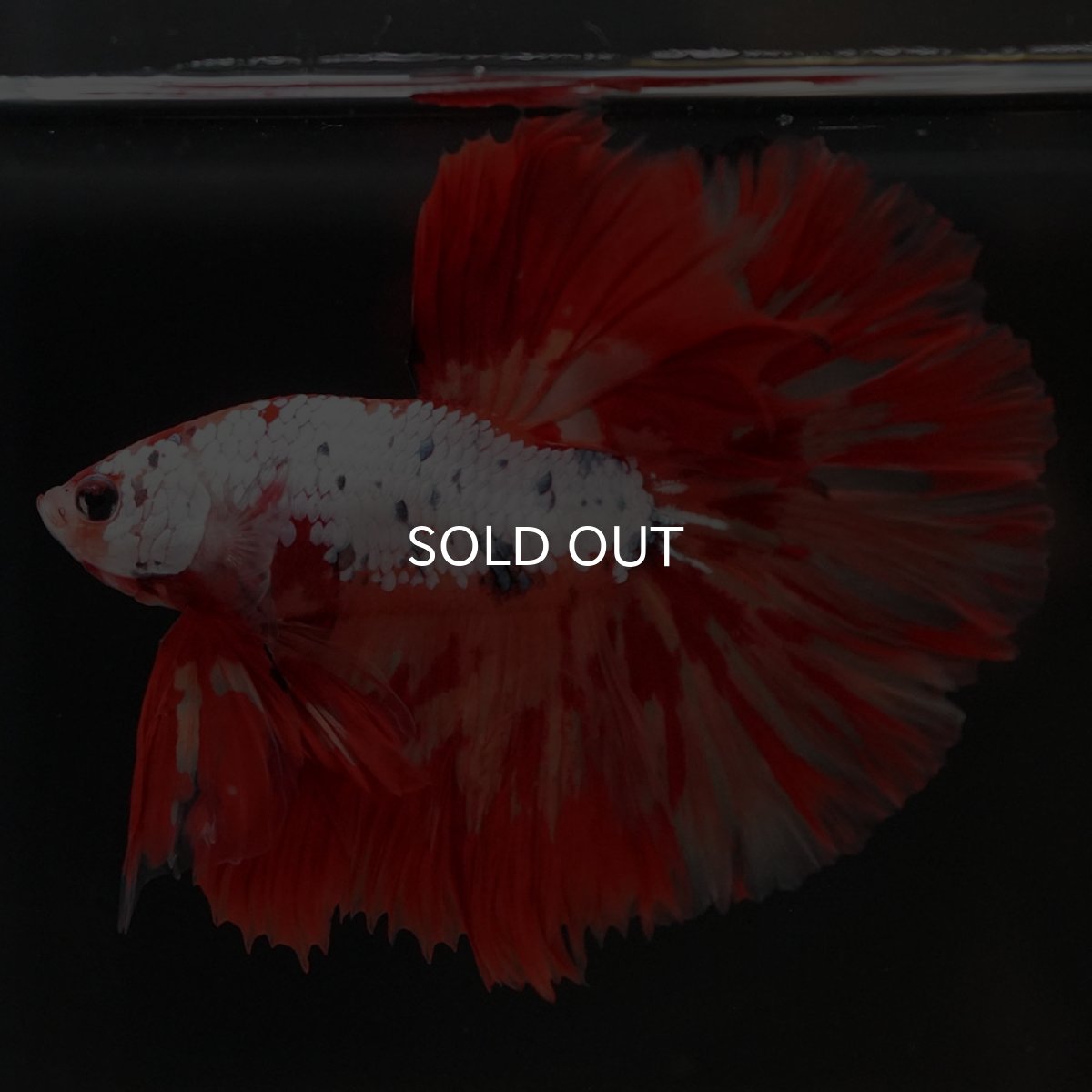 画像2: HM　キャンディレインボー　変わり柄 (2)