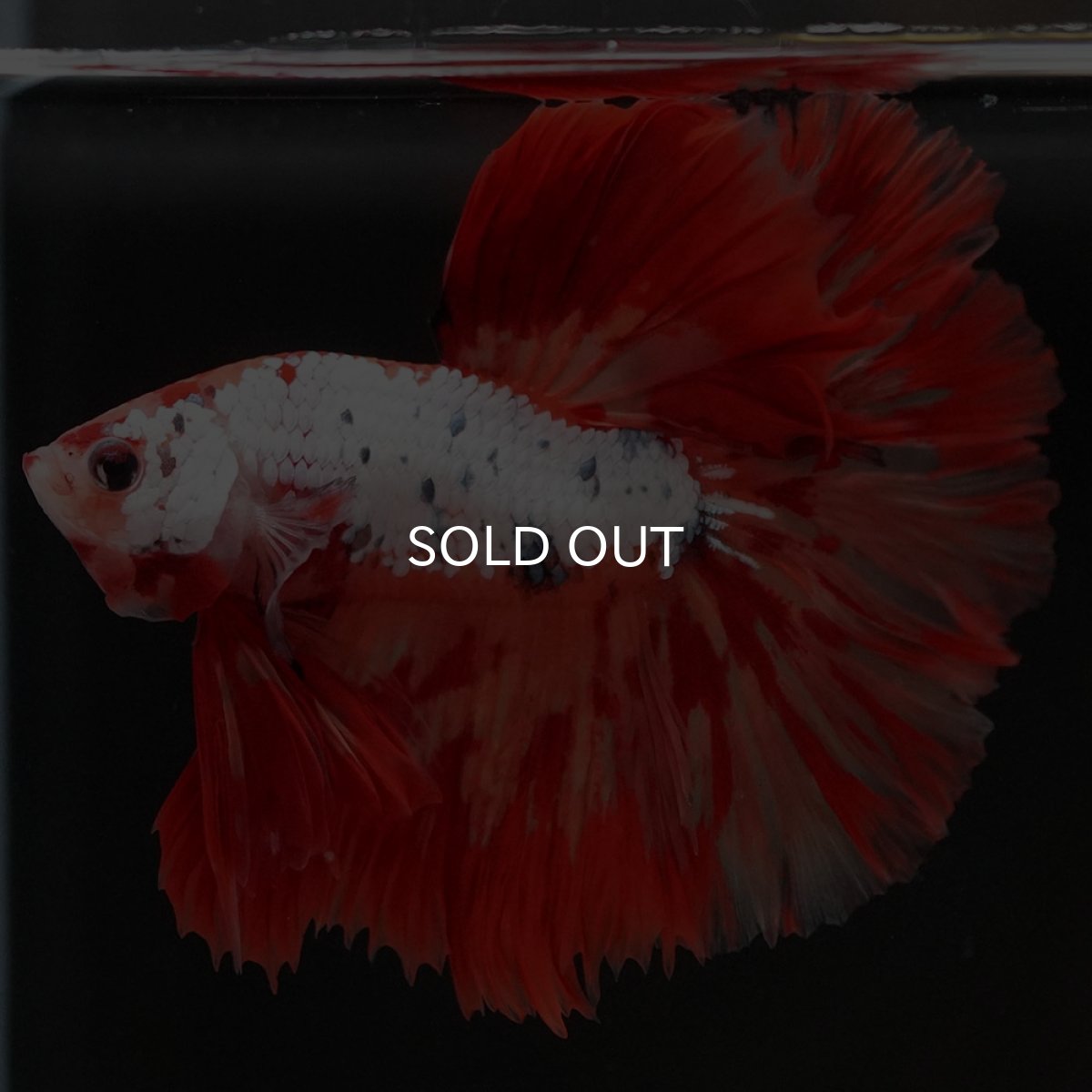 画像5: HM　キャンディレインボー　変わり柄 (5)