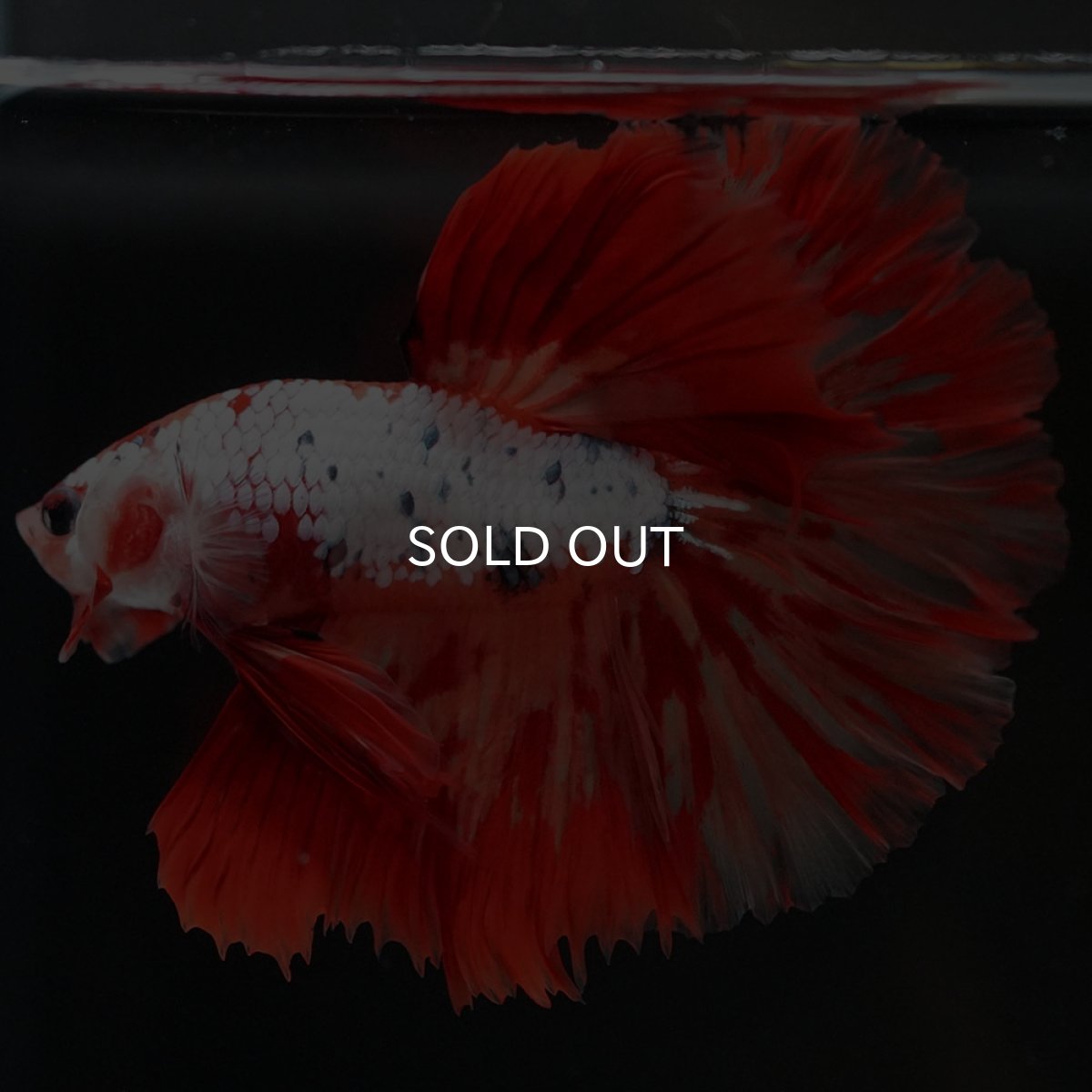 画像9: HM　キャンディレインボー　変わり柄 (9)