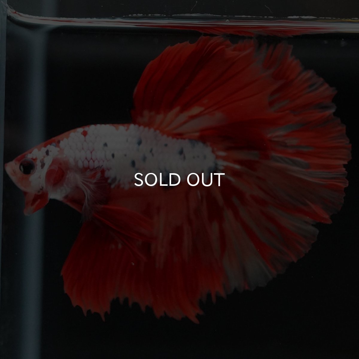 画像7: HM　キャンディレインボー　変わり柄 (7)