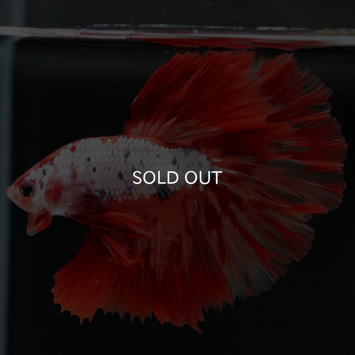 画像10: HM　キャンディレインボー　変わり柄 (10)