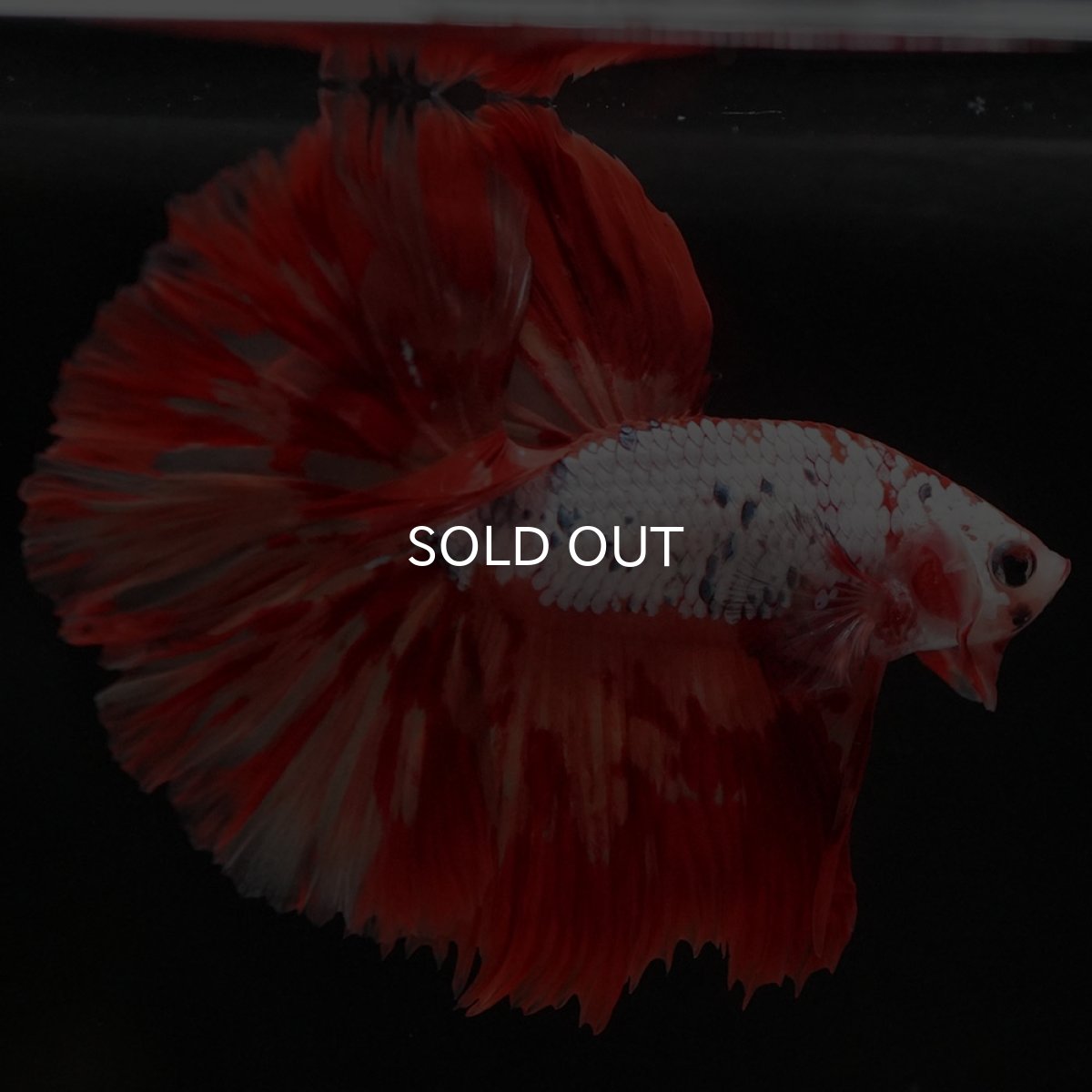 画像8: HM　キャンディレインボー　変わり柄 (8)