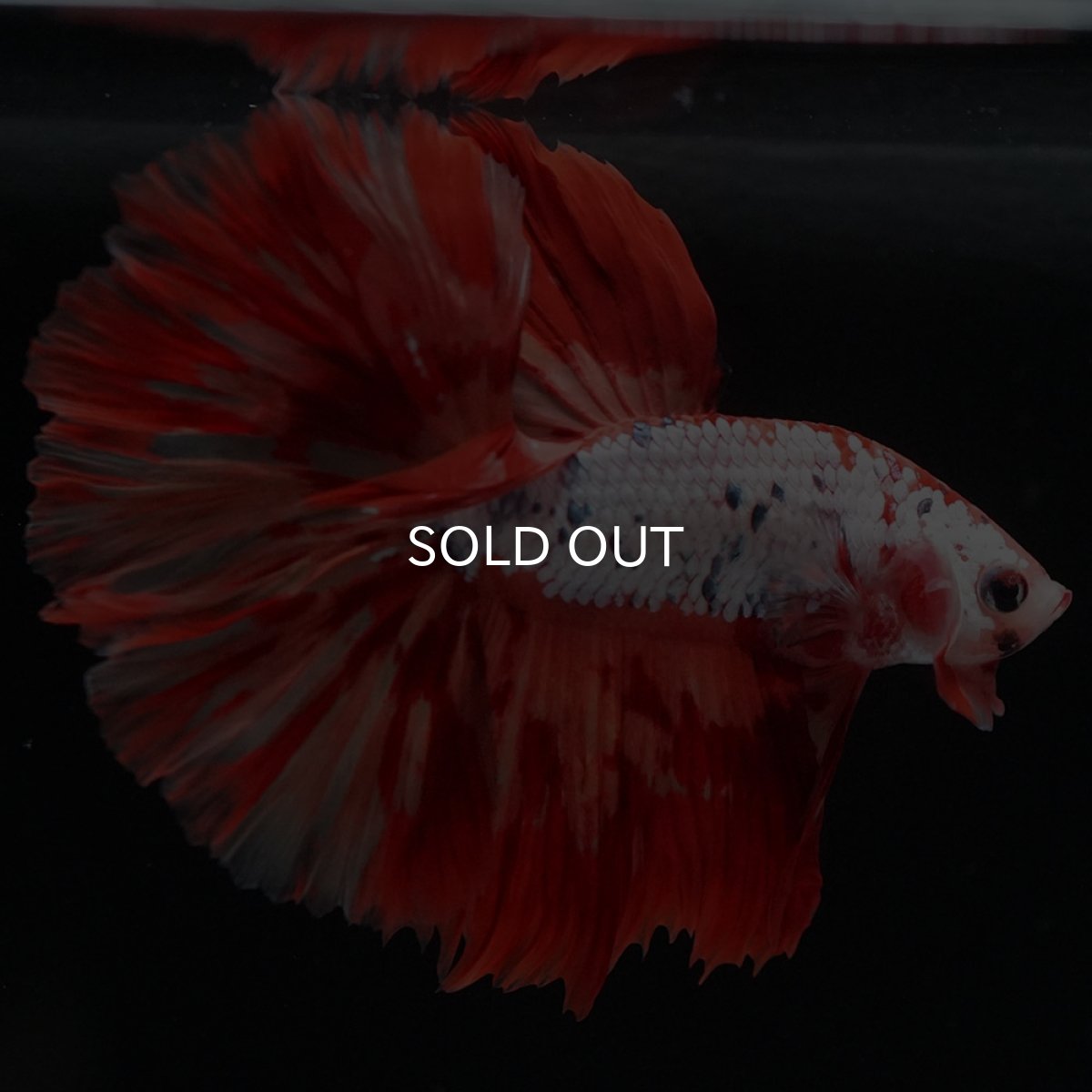 画像6: HM　キャンディレインボー　変わり柄 (6)