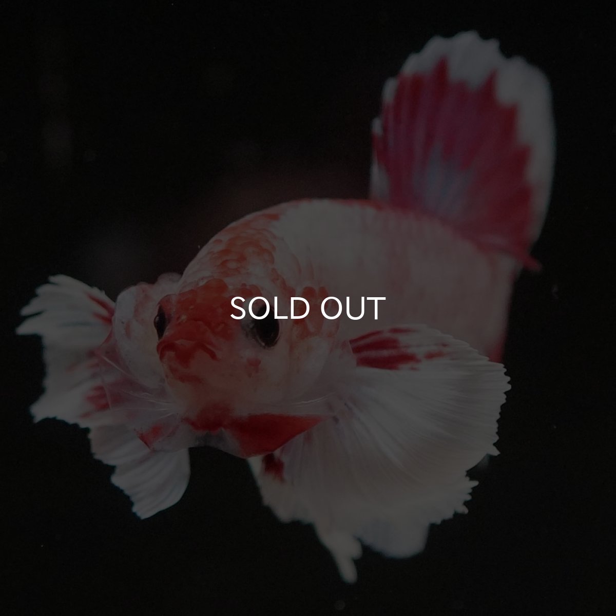 画像3: HMPK　ファンシーダンボ (3)