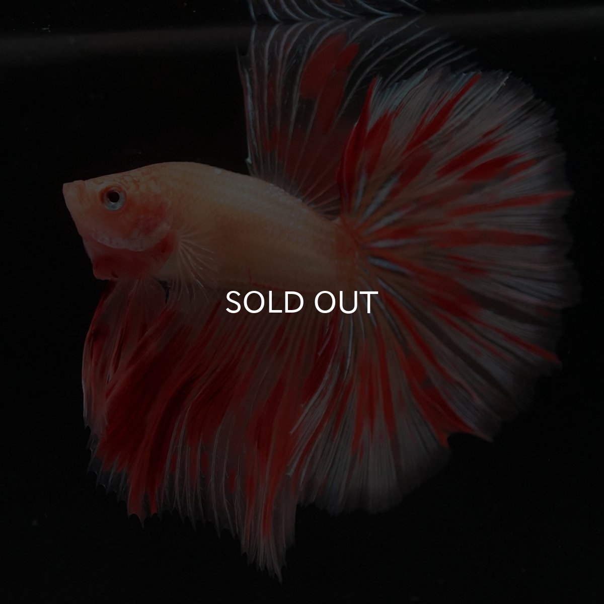 画像4: HM　アルマゲドン (4)