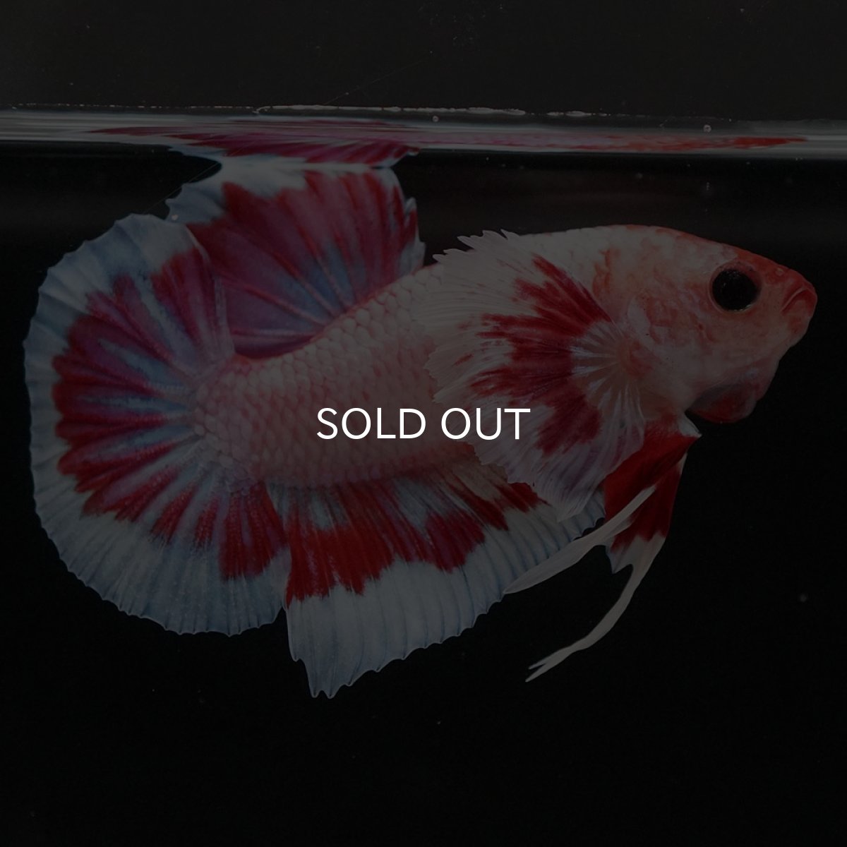 画像4: HMPK　ファンシーダンボ (4)