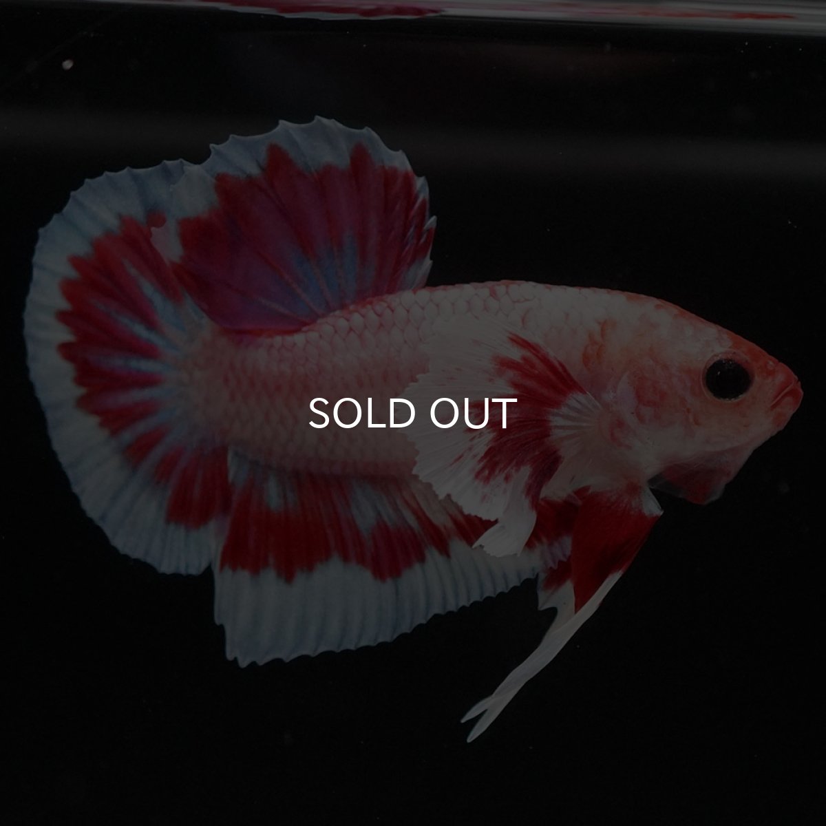 画像6: HMPK　ファンシーダンボ (6)