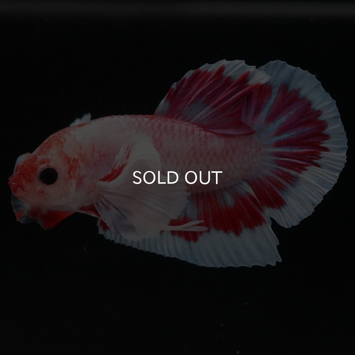 画像5: HMPK　ファンシーダンボ (5)