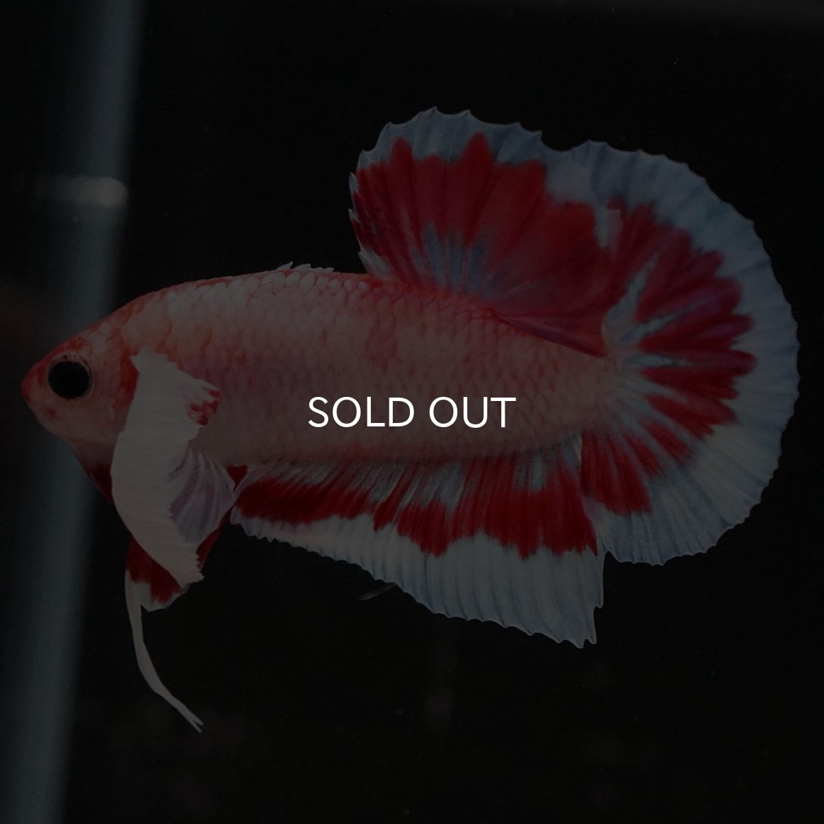 画像8: HMPK　ファンシーダンボ (8)