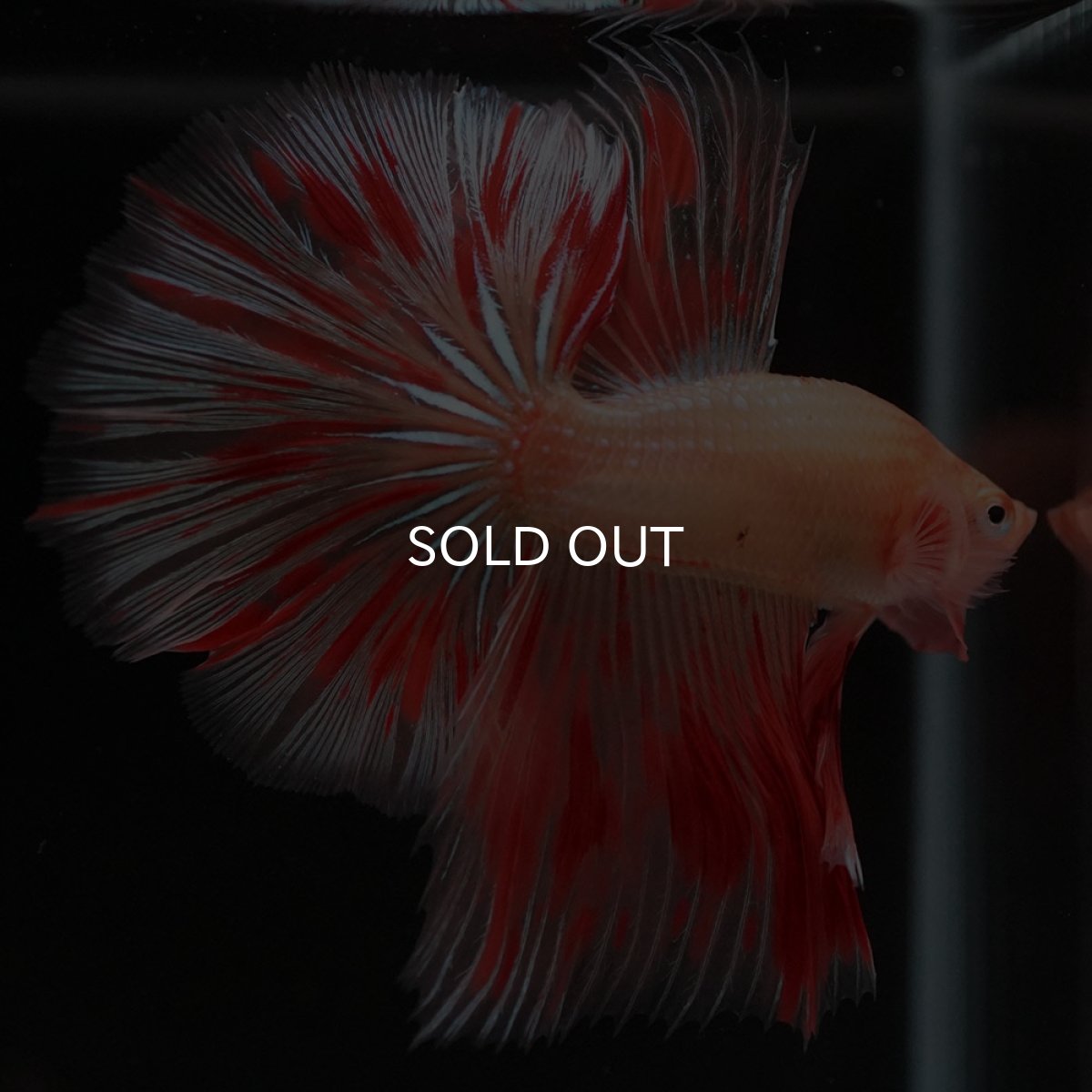 画像6: HM　アルマゲドン (6)