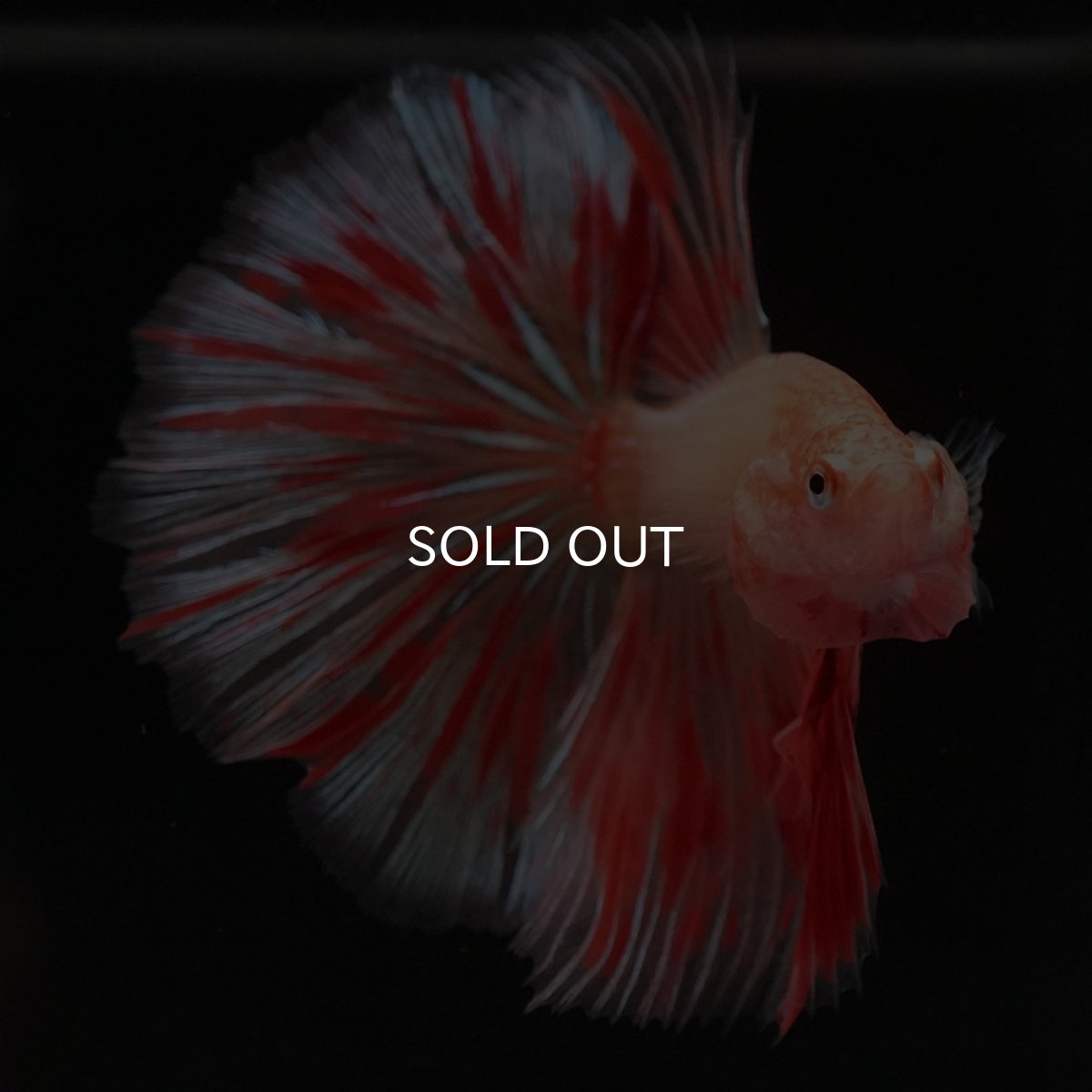 画像3: HM　アルマゲドン (3)