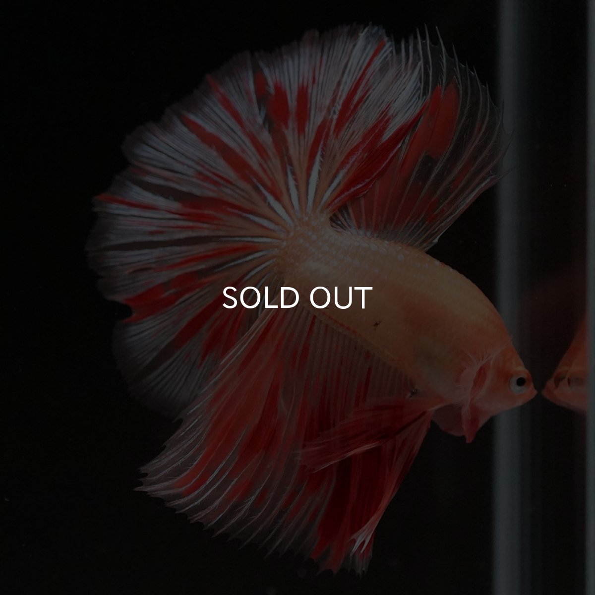 画像5: HM　アルマゲドン (5)