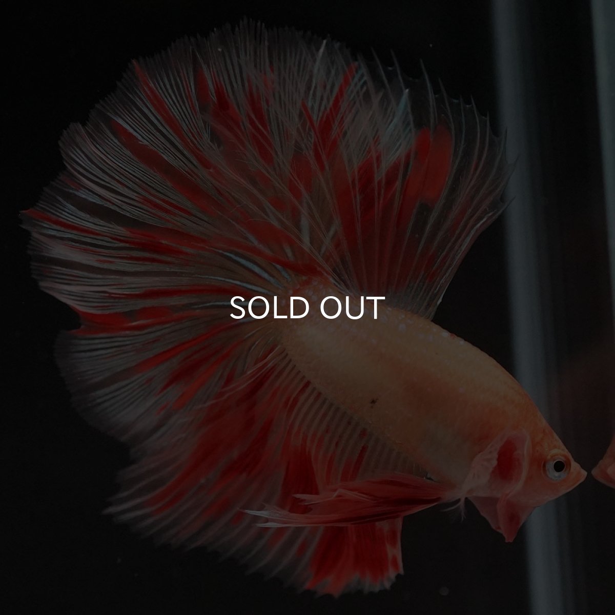 画像2: HM　アルマゲドン (2)