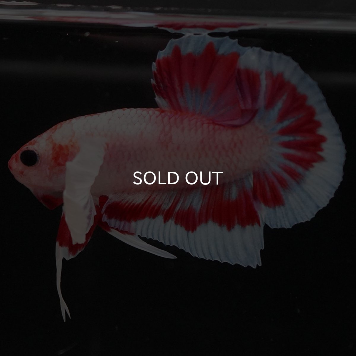 画像7: HMPK　ファンシーダンボ (7)