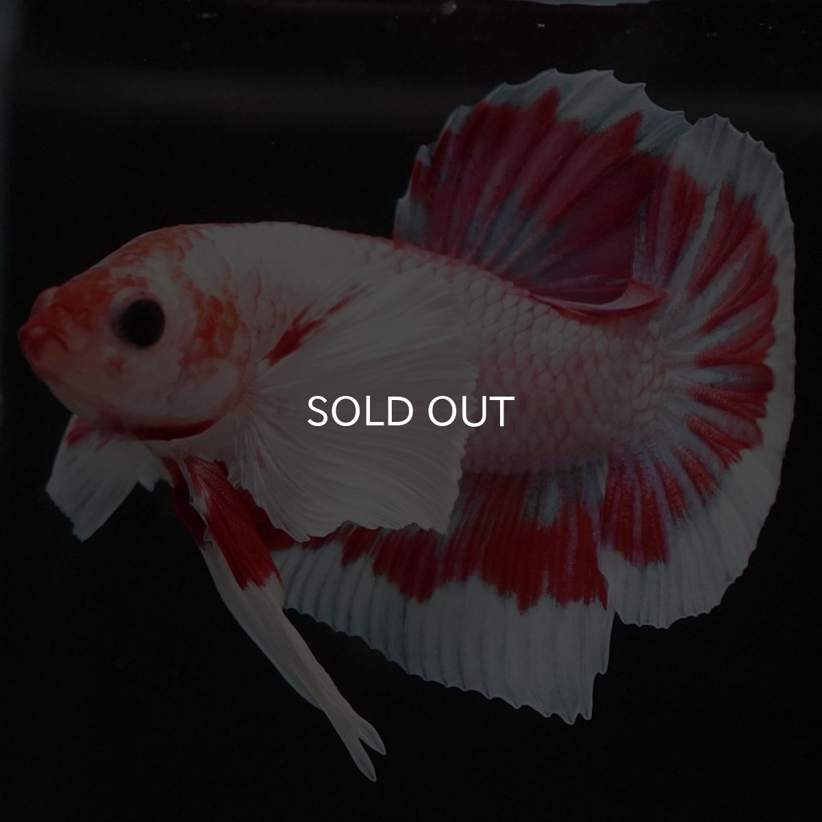 画像2: HMPK　ファンシーダンボ (2)