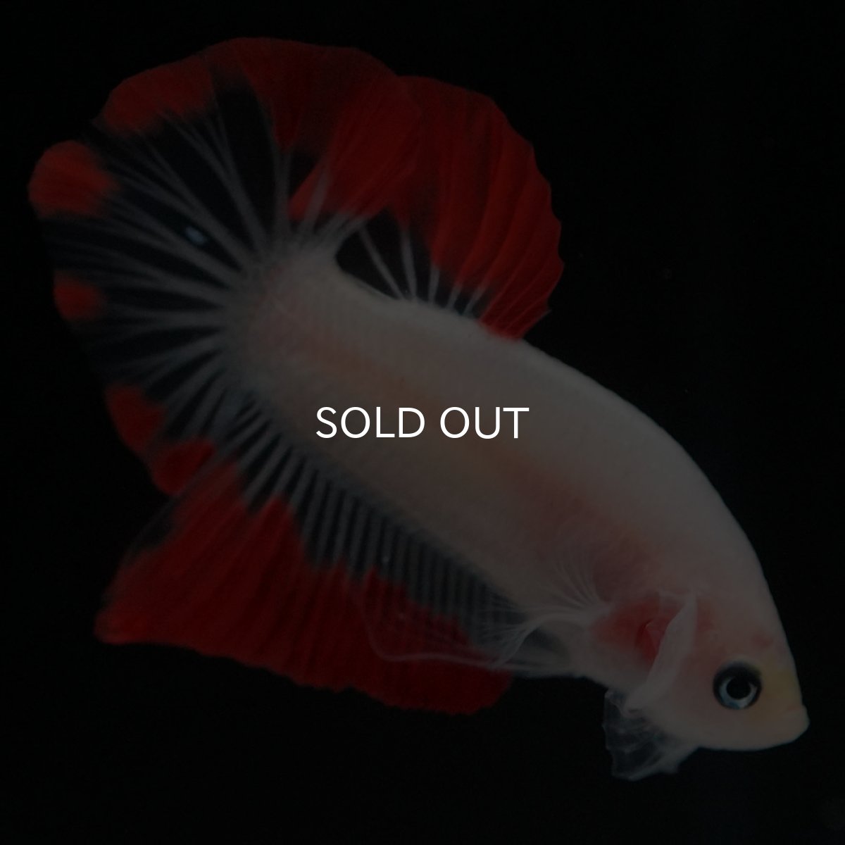 画像3: HMPK　紅白 (3)