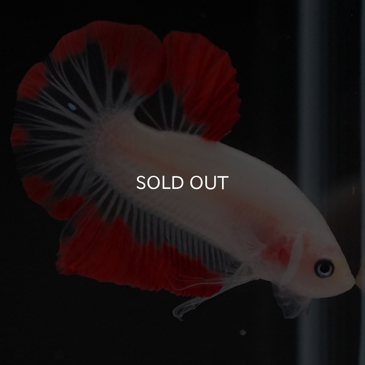 画像7: HMPK　紅白 (7)