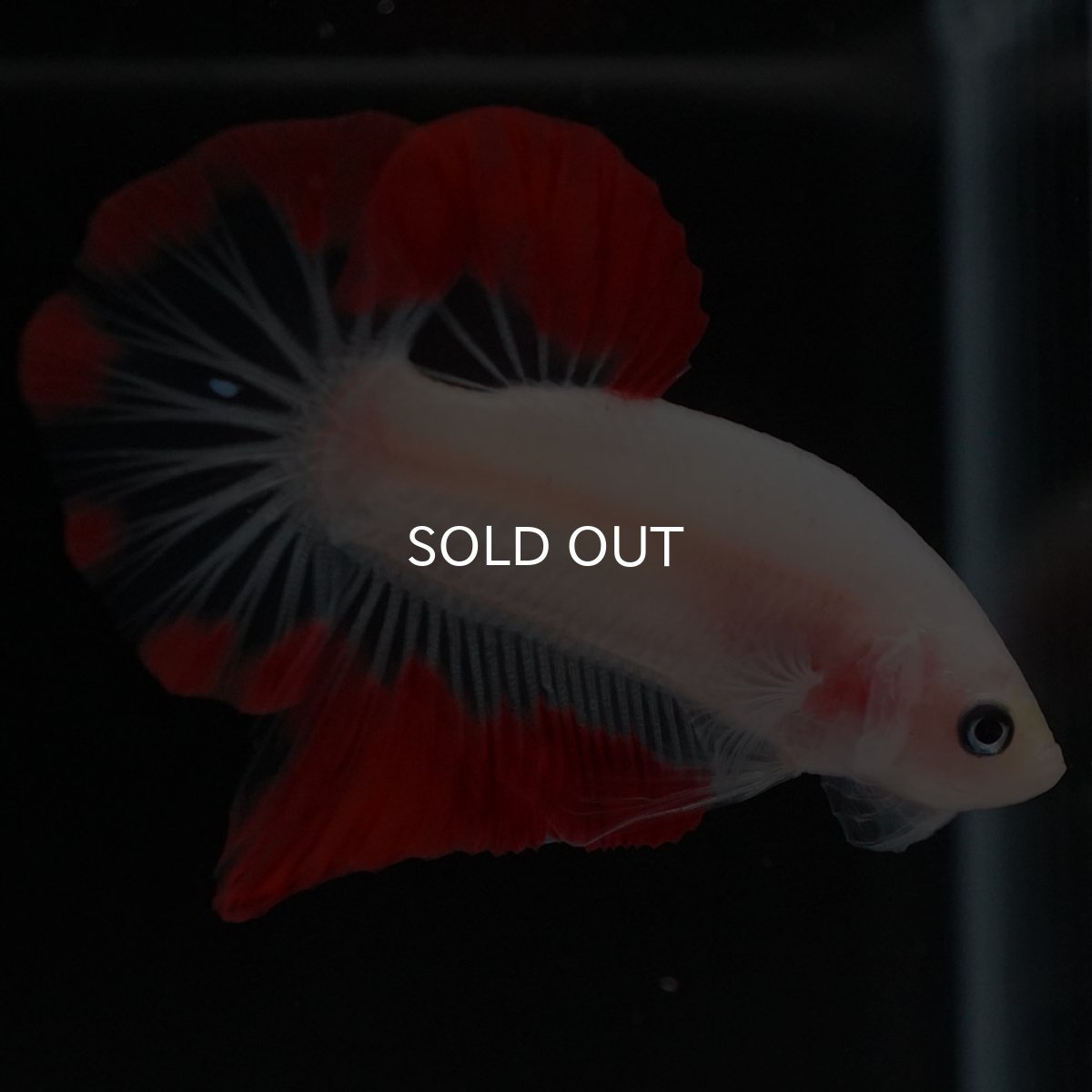 画像5: HMPK　紅白 (5)