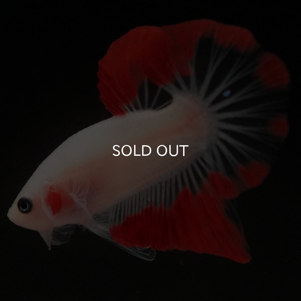 画像10: HMPK　紅白 (10)