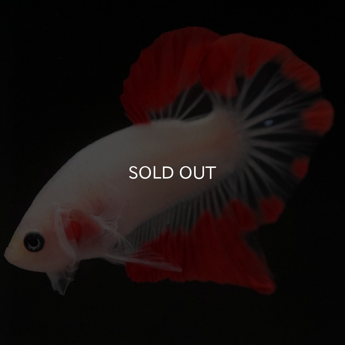 画像4: HMPK　紅白 (4)