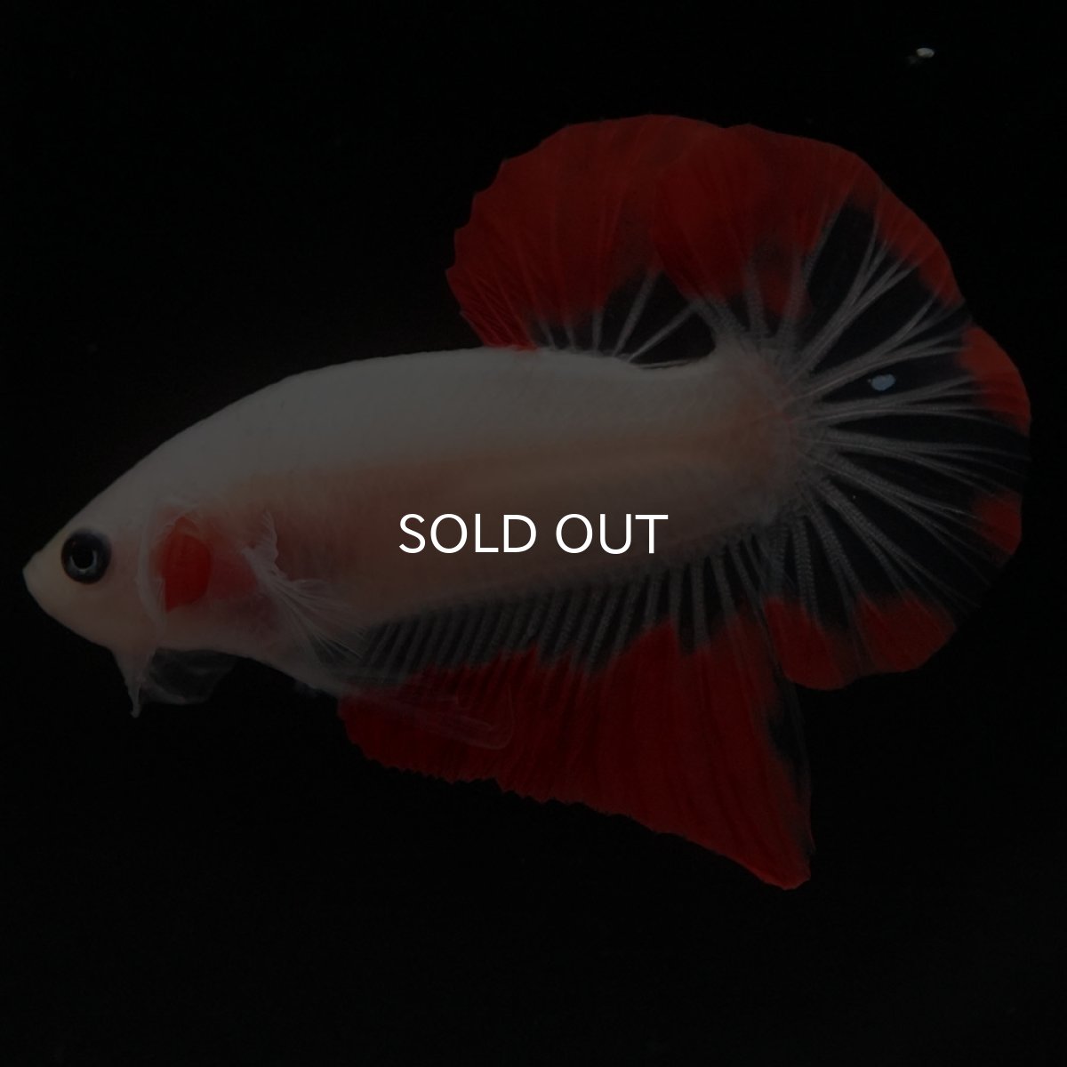 画像2: HMPK　紅白 (2)