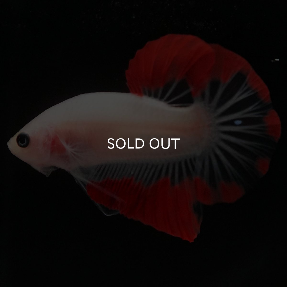 画像6: HMPK　紅白 (6)