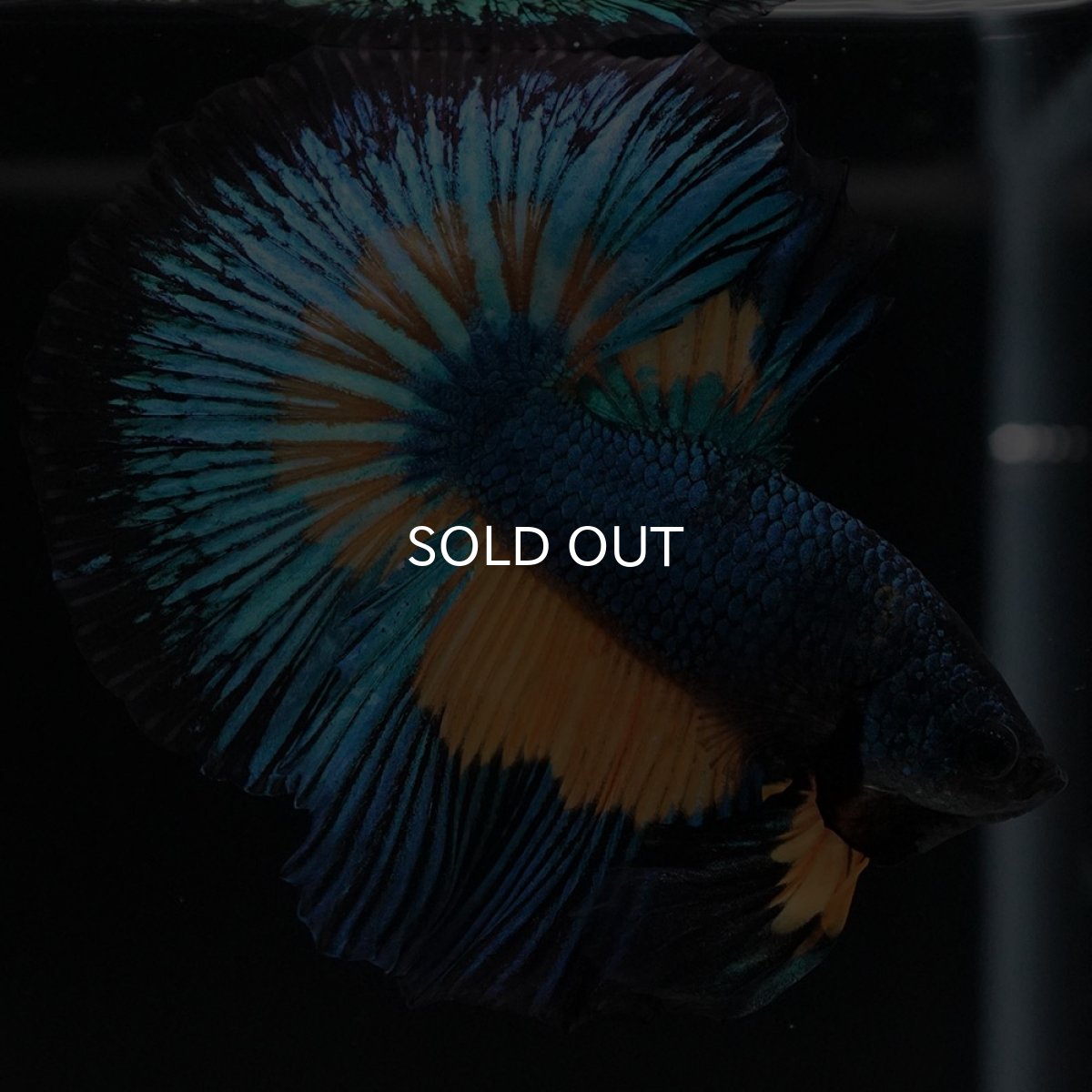 画像9: HM マスタードガス (9)