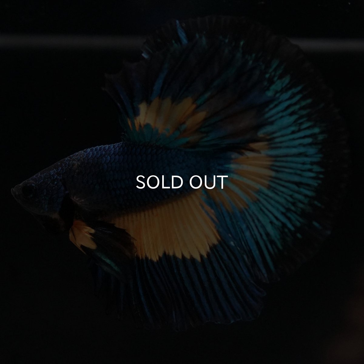 画像10: HM マスタードガス (10)