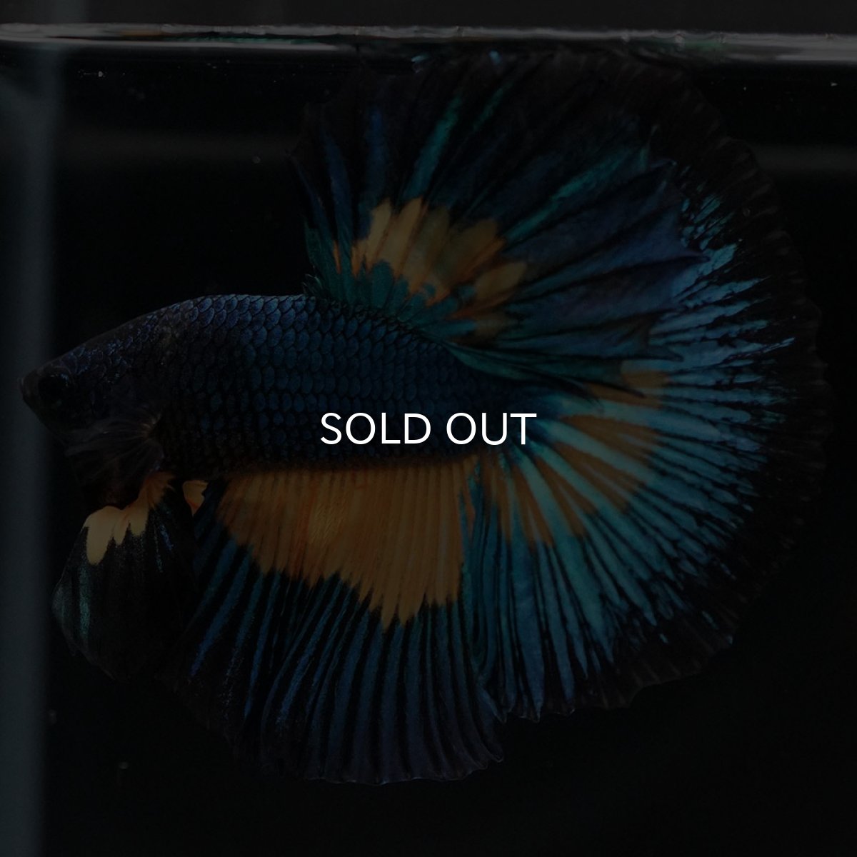 画像8: HM マスタードガス (8)