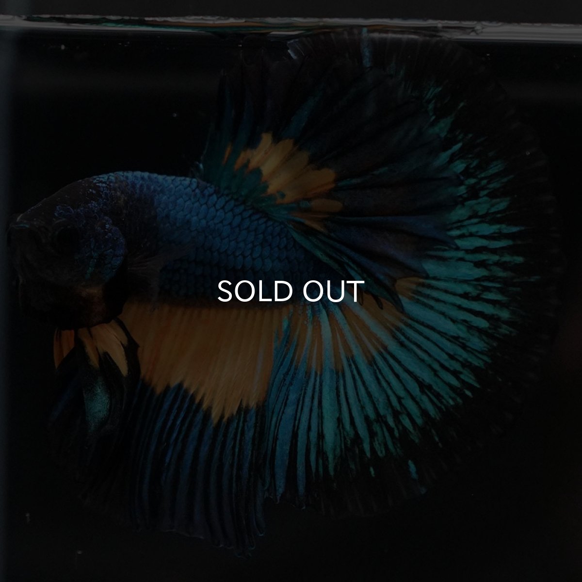 画像4: HM マスタードガス (4)