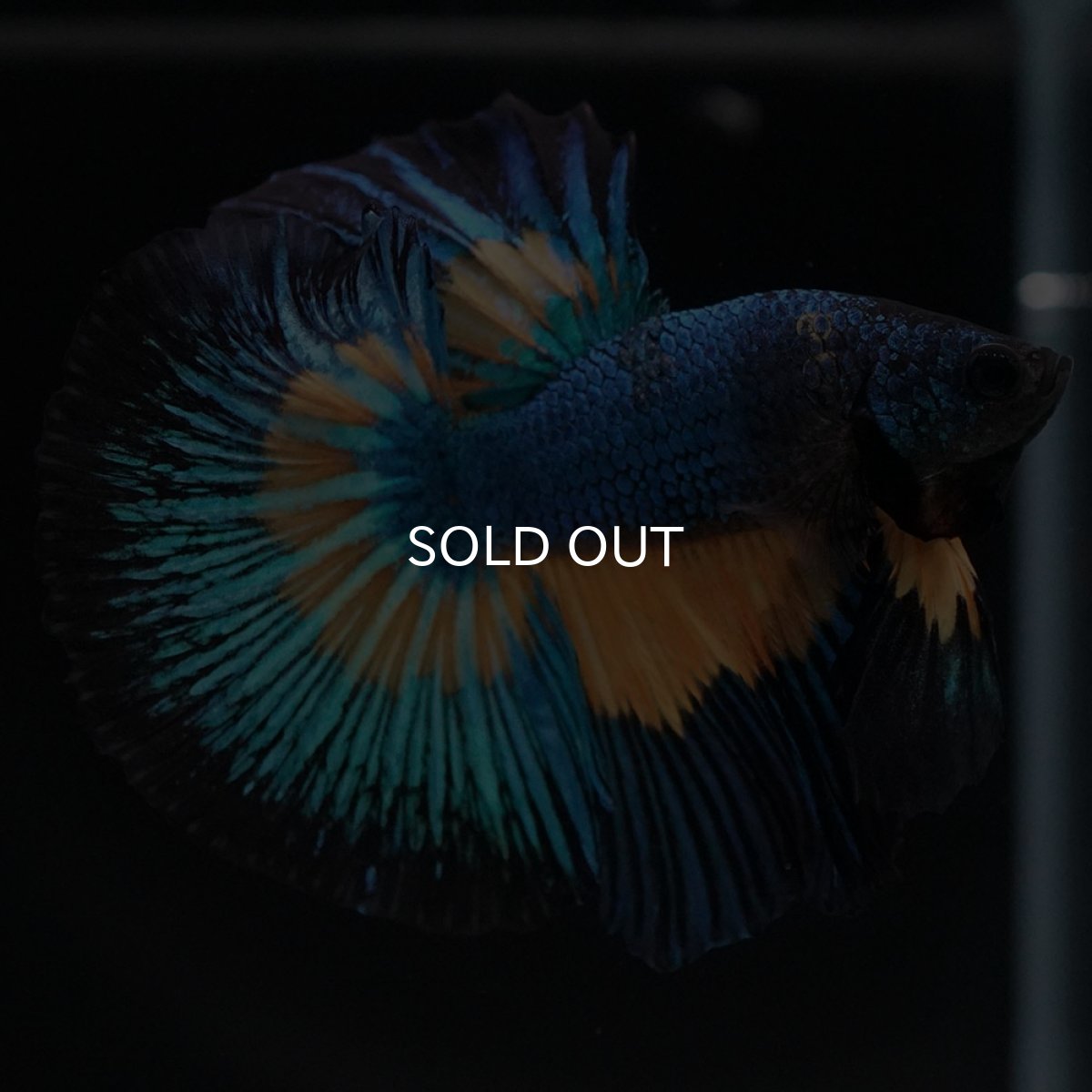 画像5: HM マスタードガス (5)