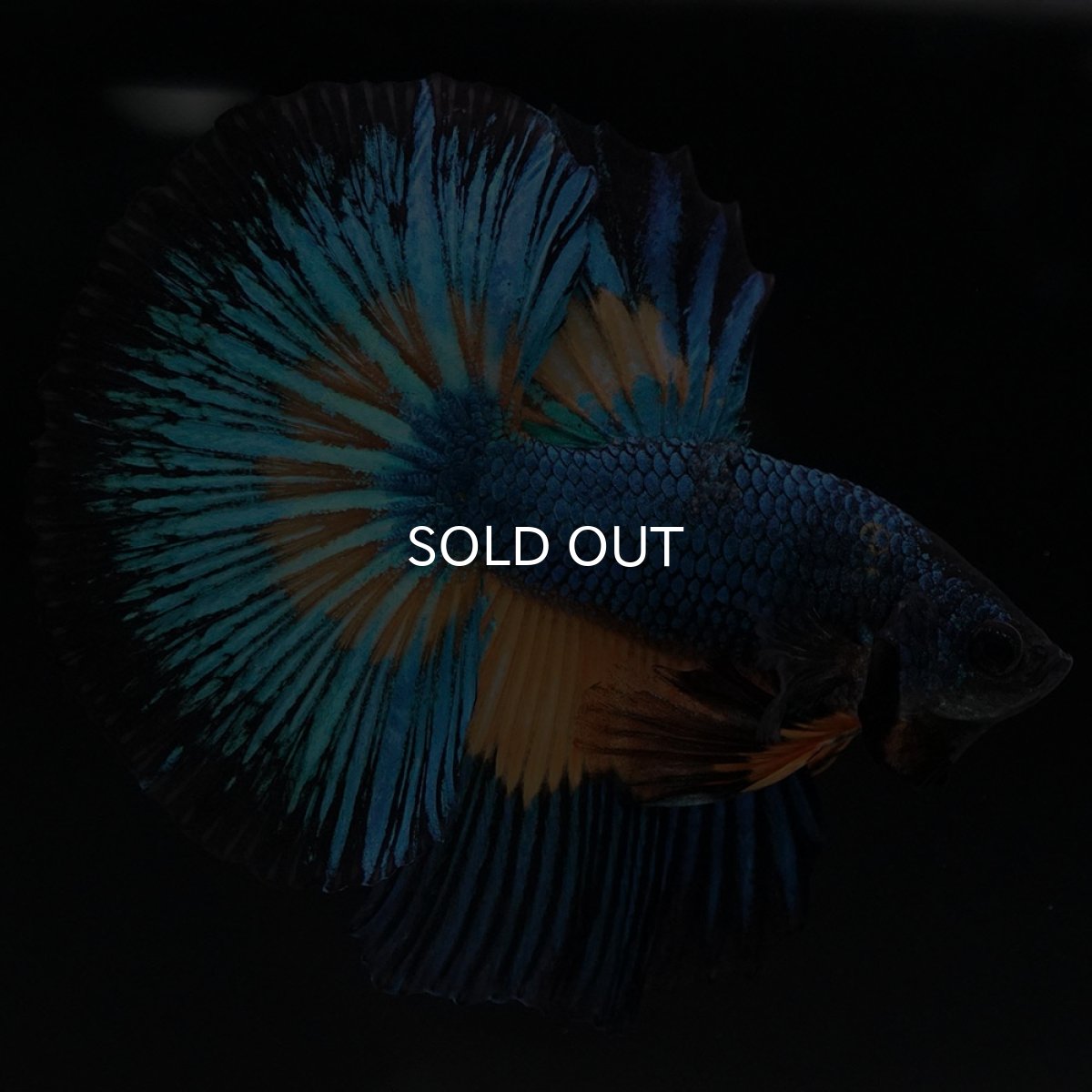 画像3: HM マスタードガス (3)