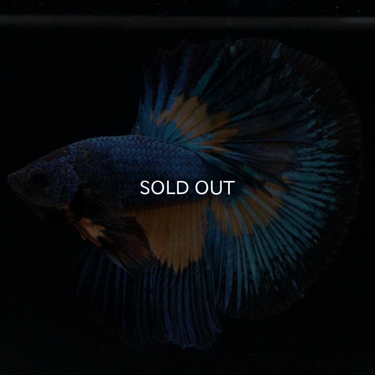 画像6: HM マスタードガス (6)