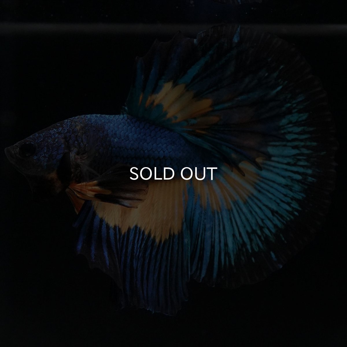 画像2: HM マスタードガス (2)