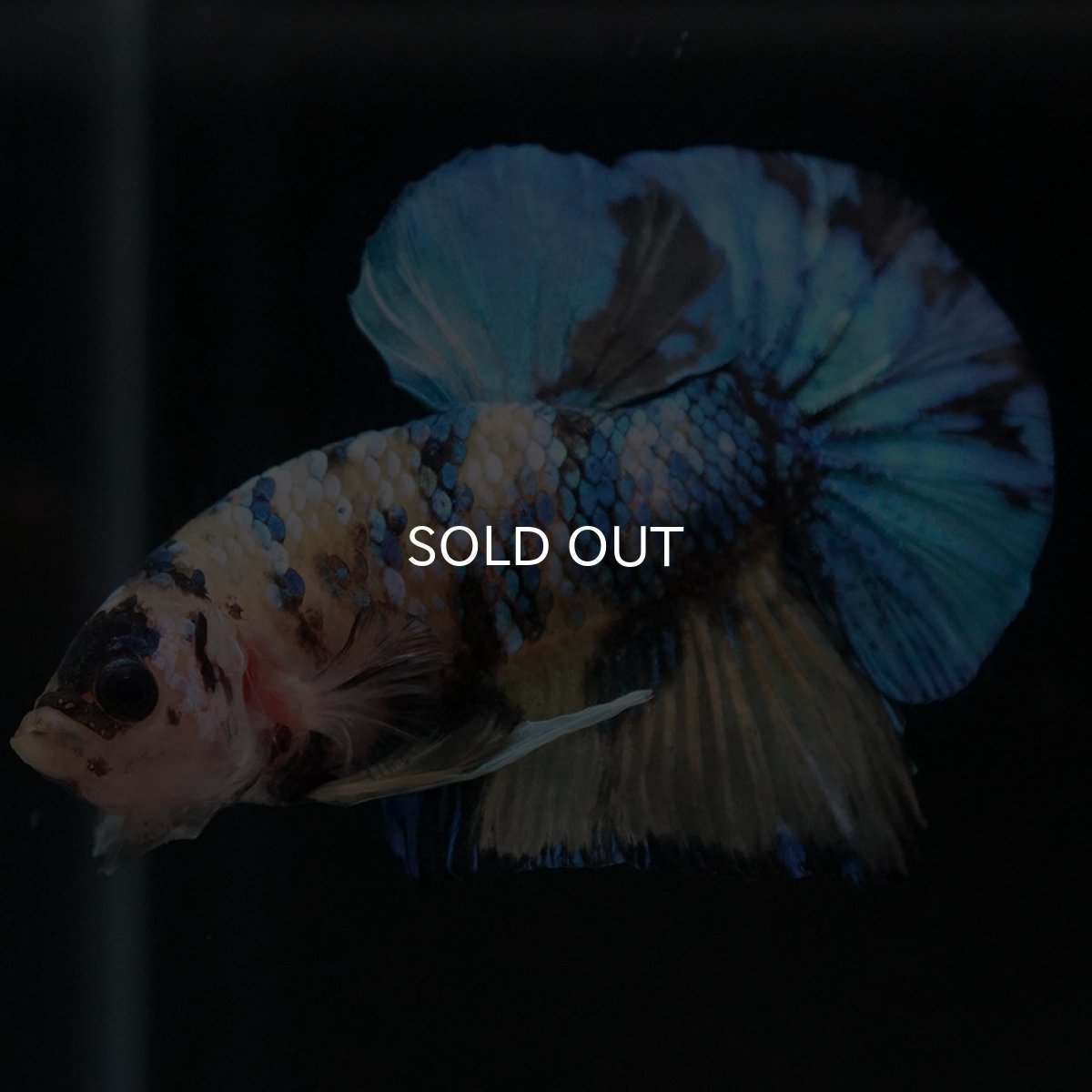 画像8: HMPK　イエロータイガーギャラクシー (8)