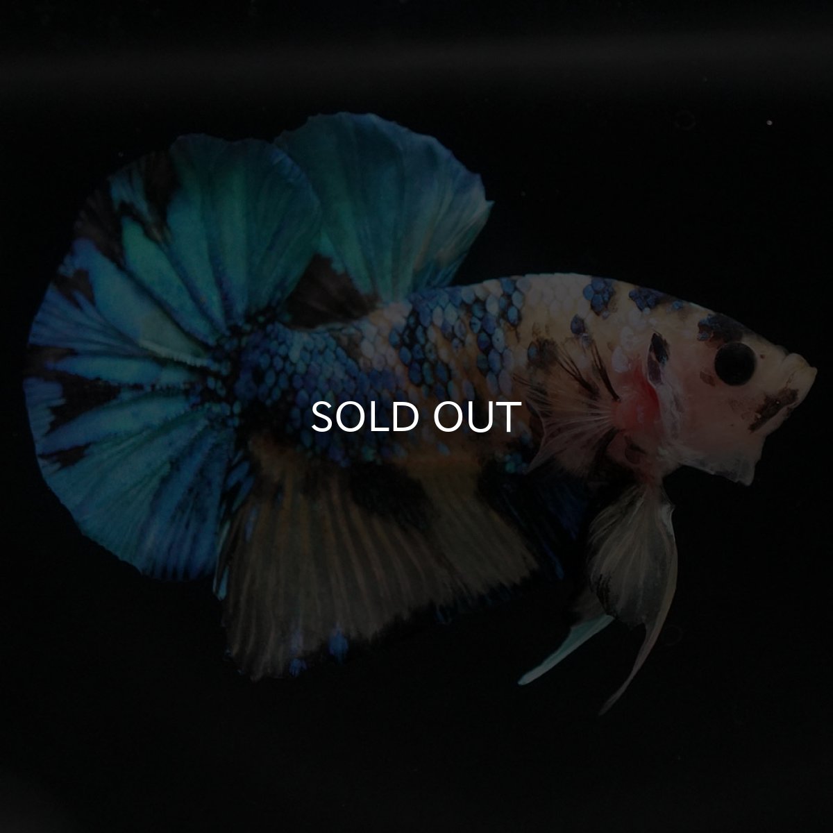 画像2: HMPK　イエロータイガーギャラクシー (2)