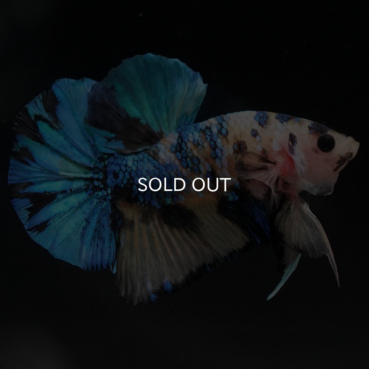 画像9: HMPK　イエロータイガーギャラクシー (9)