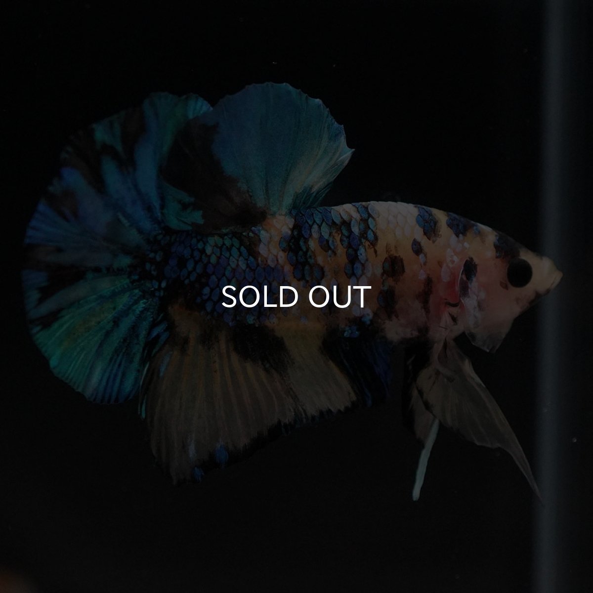 画像7: HMPK　イエロータイガーギャラクシー (7)