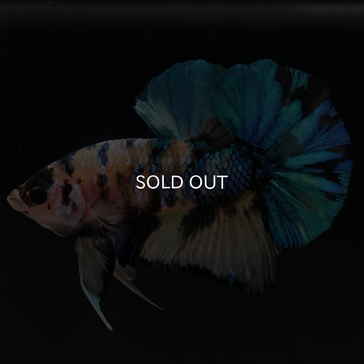 画像6: HMPK　イエロータイガーギャラクシー (6)