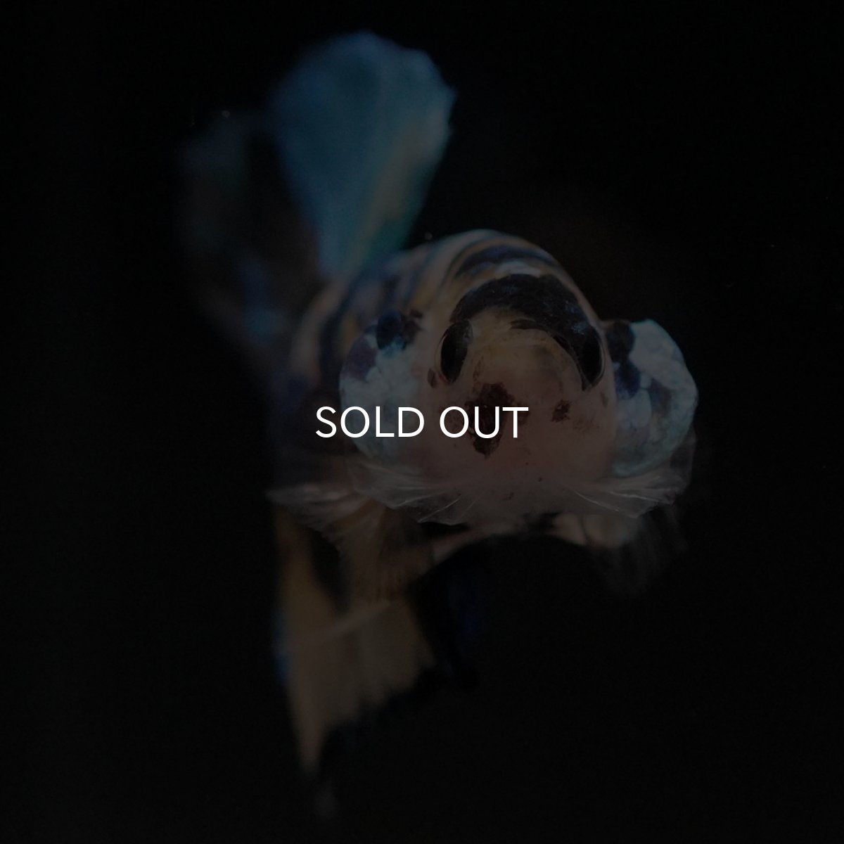 画像3: HMPK　イエロータイガーギャラクシー (3)