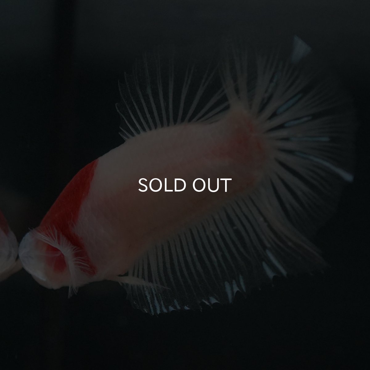 画像6: GHMPK　紅白 (6)