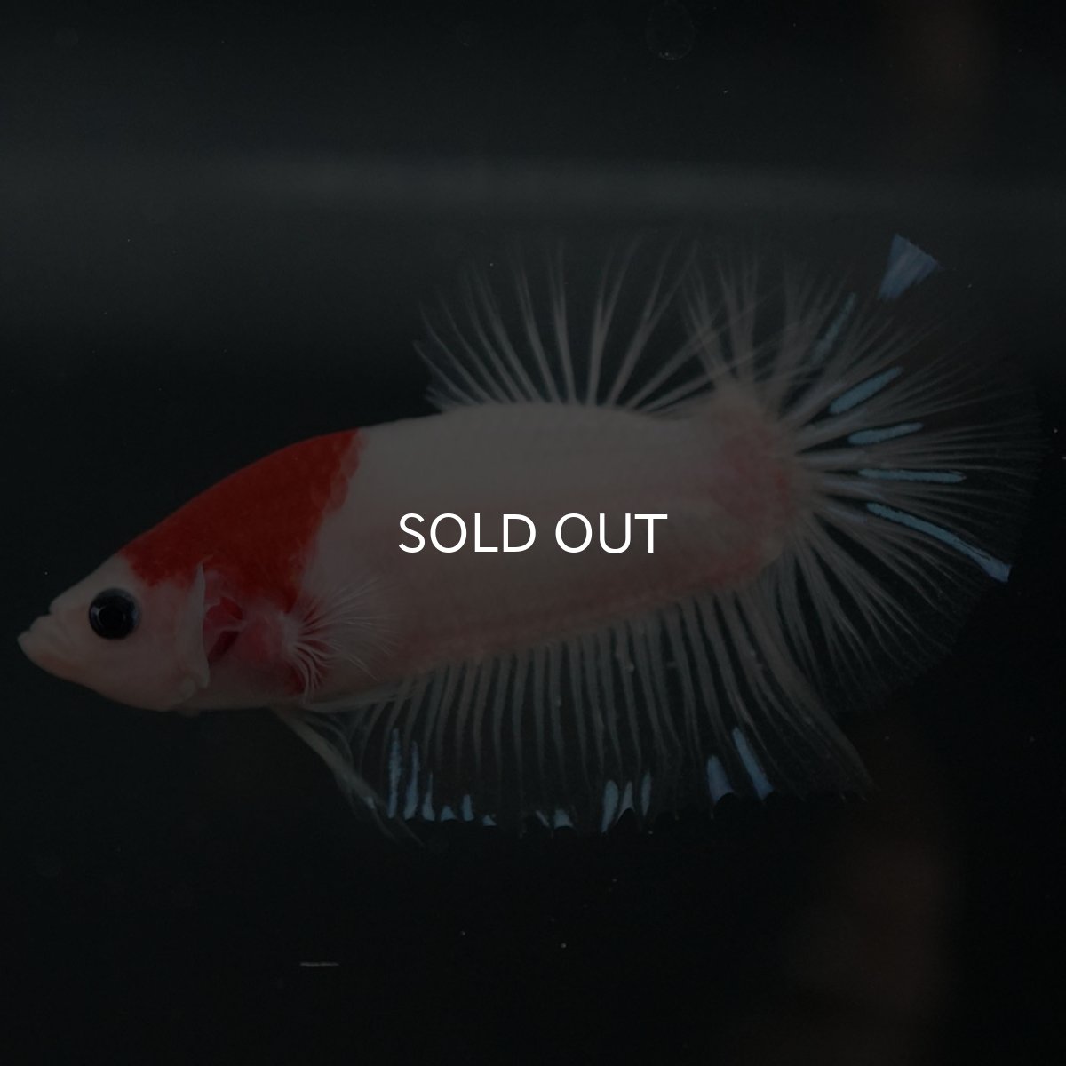 画像2: GHMPK　紅白 (2)